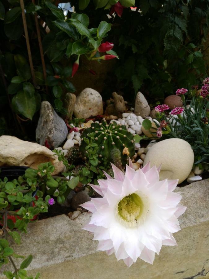 L'Hibiscus Di Lucia Villa Alghero Kültér fotó