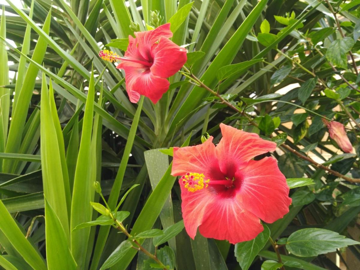 L'Hibiscus Di Lucia Villa Alghero Kültér fotó